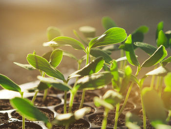 Close-up of plant growing on field