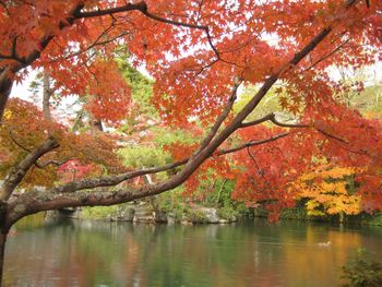 Autumn leaves on tree