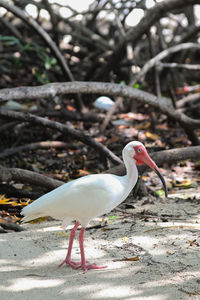 Close-up of tropical bird on a beach