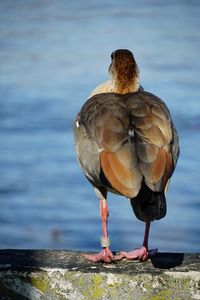 Close-up of bird perching on a sea