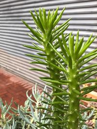 Close-up of cactus