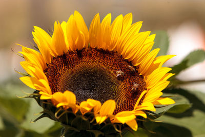 Close-up of bee on sunflower