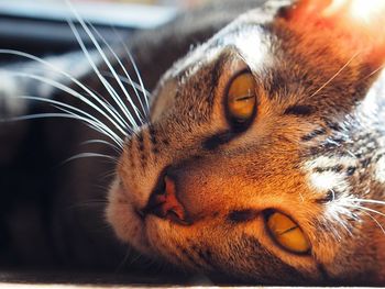 Close-up of a cat looking away
