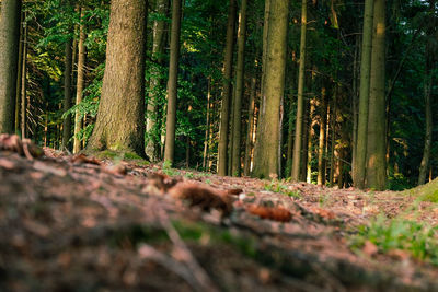 Surface level of bamboo trees in forest
