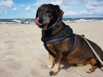 Dog on beach against sky