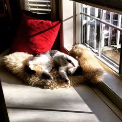 Dog on floor