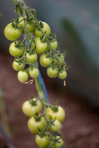 Close-up of fruits growing on plant