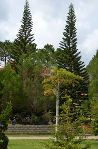 High angle view of pine trees in forest against sky