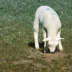 Dog standing on grassy field