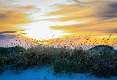 Plants growing on land against sky during sunset