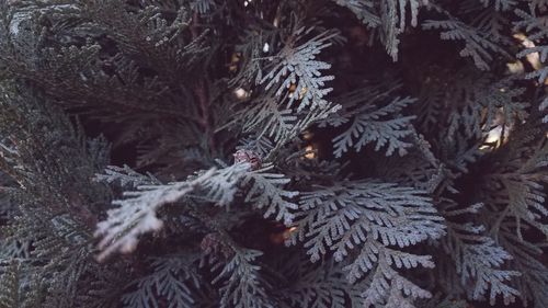 Full frame shot of pine tree during winter