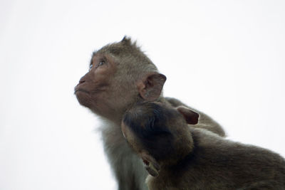 Close-up of monkey against white background