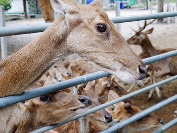 Close-up of deer