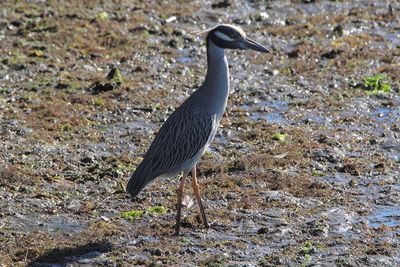 Bird perching on a field