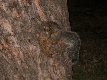 Close-up of tree trunk