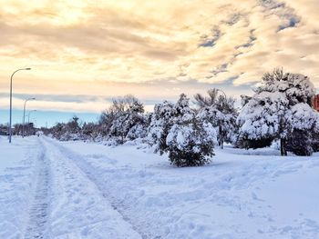 Snow covered plants on field against sky during sunset