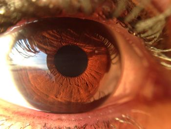 Macro shot of human eye