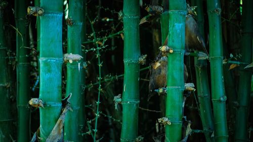 Close-up of bamboo plants