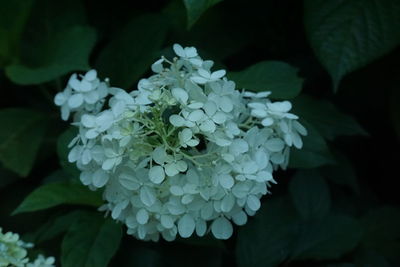 Close-up of blue hydrangea flowers