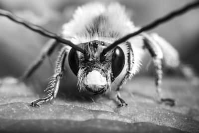 Close-up of insect