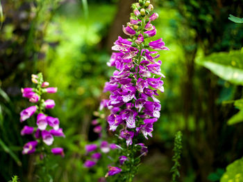 Close-up of pink flowering plant