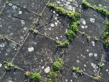 High angle view of plants