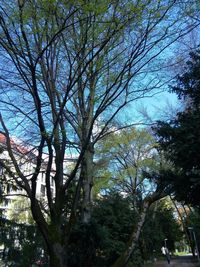 Low angle view of trees against sky