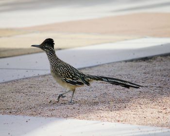 Close-up of bird perching on retaining wall