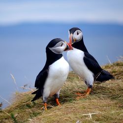 Close-up of two birds on beach