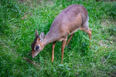 Side view of a deer on grass