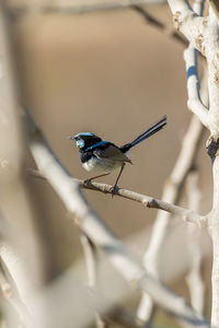 Close-up of bird perching on branch