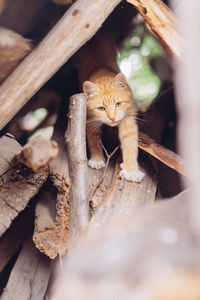 Close-up portrait of a cat