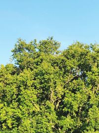 Low angle view of trees against sky
