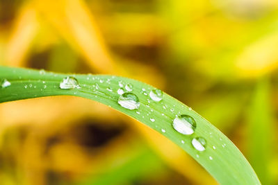 Close-up of raindrops on leaves