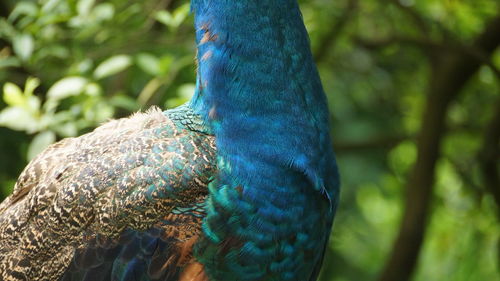 Close-up of a peacock