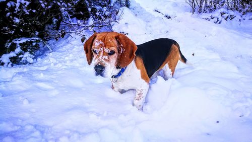 Dog in snow