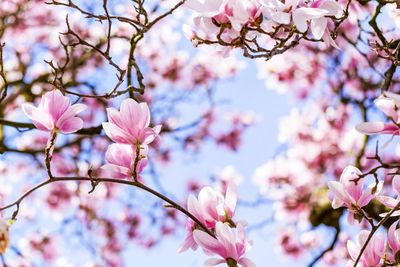 Low angle view of pink cherry blossoms in spring