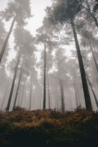 Low angle view of trees in forest against sky