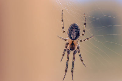 Close-up of spider on web