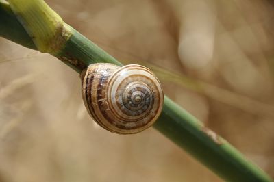 Close-up of snail on leaf