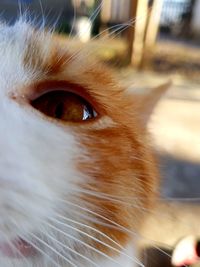 Close-up portrait of cat