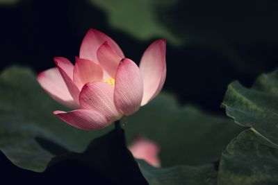 Close-up of pink water lily