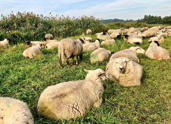 View of sheep on field