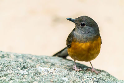 Close-up of bird perching on rock