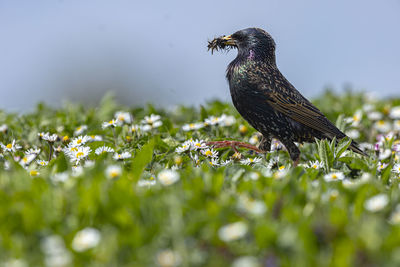 Bird perching on plant