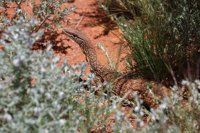 Goanna lizard camouflaged amongst native shrubs in outback australia