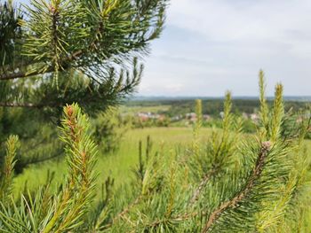 Close-up of pine tree on field against sky