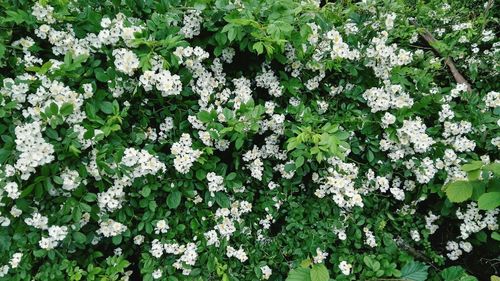 Full frame shot of white flowers