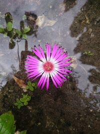 High angle view of purple crocus blooming outdoors