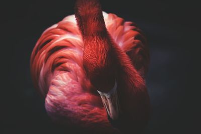 Close up of red head